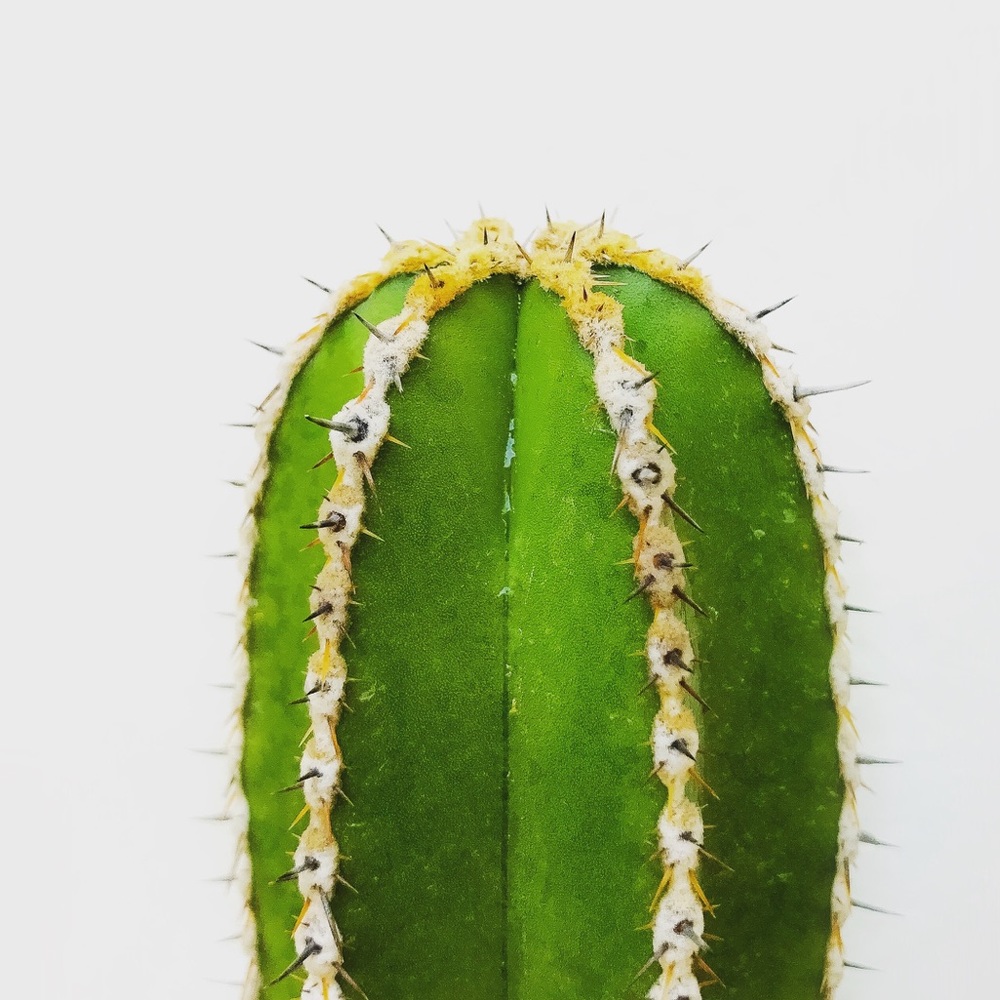 Meet your Posher, Carrie